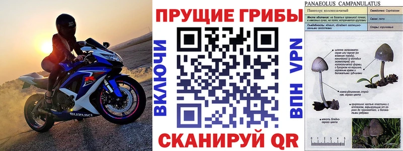 Псилоцибиновые грибы мицелий Грязовец